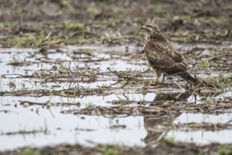 Steppe buzzard (Buteo buteo), Emsland, Lower Saxony, Germany, Europe