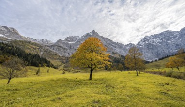 Maple tree with autumn leaves, autumn landscape in Rißtal with Spritzkarspitze, Großer Ahornboden,