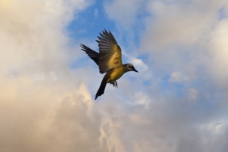 Flying White throated Kingbird, Tyrannus albogularis, Amazon Basin, Brazil, South America