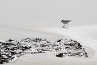 Sanderling (Calidris alba), Lanzarote, Canary Islands, Spain, Europe