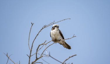 White-crowned shrike (Eurocephalus anguitimes), sitting on a branch against a blue sky, Kruger