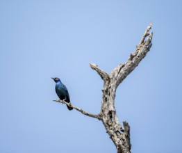 Greater blue-eared starling (Lamprotornis chalybaeus), sitting on a branch against a blue sky,