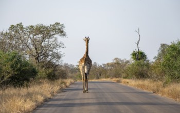 Southern giraffe (Giraffa giraffa giraffa) from behind, walking on a road, Kruger National Park,