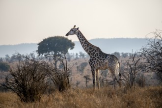 Southern giraffe (Giraffa giraffa giraffa) in the savannah, Kruger National Park, South Africa,