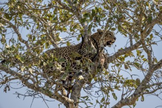 Leopard (Panthera pardus) with a shot impala buck in a tree, adult, Kruger National Park, South