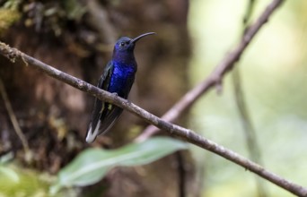 Purple hummingbird wing (Campylopterus hemileucurus), blue hummingbird sitting on a branch,