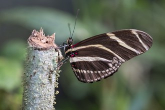 Zebra longwing (Heliconius charithonia), striped butterfly sitting on a branch, Alajuela province,