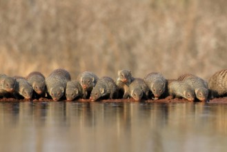 Zebra mongoose (Mungos mungo), adult, group, at the water, drinking, Kruger National Park, Kruger