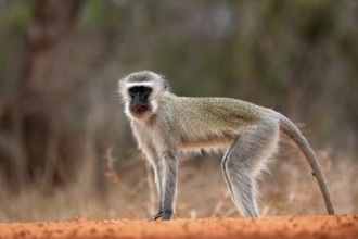 Vervet Monkey (Chlorocebus pygerythrus), adult, at the water, alert, Kruger National Park, Kruger