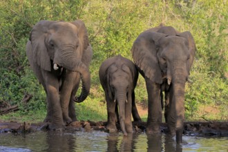 African elephant (Loxodonta africana), juvenile, mother, adult, female, group, at the water,