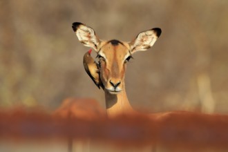 Black heeler antelope (Aepyceros melampus), adult, female, portrait, with red-billed oxpecker