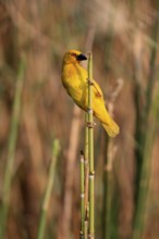 Eastern golden weaver (Ploceus subaureus), adult, male, auto-waiting, alert, preparing nest, Saint