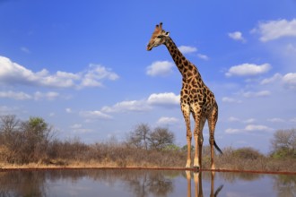 Southern giraffe (Giraffa camelopardalis giraffa), adult, at the water, Kruger National Park,