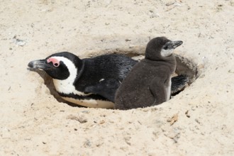 African penguin (Spheniscus demersus), adult with young, at the nest, Boulders Beach, Simonstown,