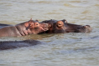 Hippopotamus (Hippopatamus amphibius), adult, juvenile, in water, social behaviour, portrait, Saint