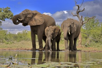 African elephant (Loxodonta africana), adult, female, mother, two young, mother with young, at the