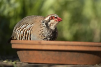 Red legged partridge (Alectoris rufa) adult bird drinking water from a garden plant pot saucer in