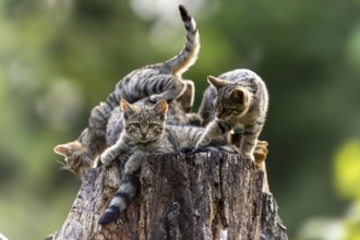 Several kittens playing on a tree stump in a green environment, wildcat (Felis silvestris), kitten,