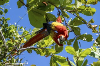 Scarlet macaws (Ara macao) in bengal almond (Terminalia catappa), Puntarenas province, Costa Rica,