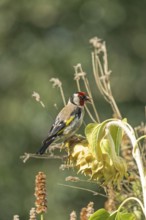 European goldfinch (Carduelis carduelis), also known as goldfinch, sitting on a faded sunflower,