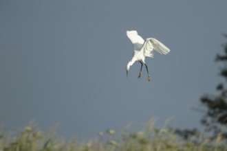 Little egret (Egretta garzetta) adult bird diving down in flight, Lincolnshire, England, United