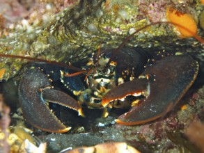 Common lobster (Homarus gammarus), dive site Maharees Islands, Castlegregory, Co. Kerry, Irish Sea,