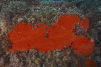 Red crustose sponge (Crambe crambe) in the Mediterranean Sea near Hyères, dive site Giens