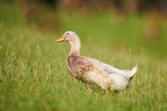 Domestic duck (Anas platyrhynchos domesticus) walking on a meadow, Wildpark Aurach Kitzbühel,