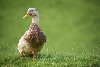 Domestic duck (Anas platyrhynchos domesticus), standing on a meadow, Wildpark Aurach Kitzbühel,