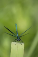 Banded demoiselle (Calopteryx splendens) male damselfly resting on plant leaf with its wings open,