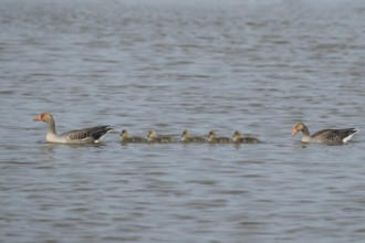 Greylag goose (Anser anser) two adult birds with a family of five juvenile baby gosling birds