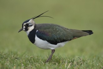 Northern lapwing (Vanellus vanellus) adult bird standing on grassland, England, United Kingdom,