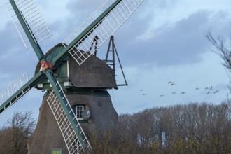 Charlotte windmill, flying swans, Goldhöft, Geltinger Birk, Gelting, Schleswig-Holstein, Germany,