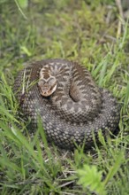 Common european viper (Vipera berus), North Rhine-Westphalia, Germany, Europe