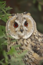 Long-eared owl (Asio otus), portrait, North Rhine-Westphalia, Germany, Europe