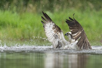 Western osprey (Pandion haliaetus) hunting, Aviemore, Scotland, Great Britain