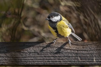 A great tit (Parus major) with distinctive black and yellow colouring on a brown wooden beam,