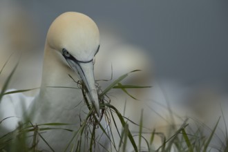 Northern gannet (Morus bassanus) adult bird with grass vegatation in its beak for nesting material