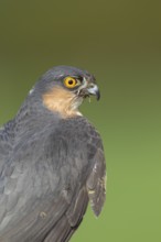 Eurasian sparrowhawk (Accipiter nisus) adult male bird portrait, England, United Kingdom, Europe