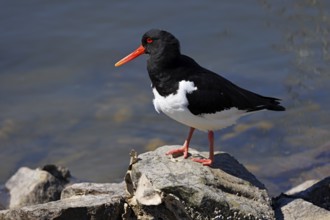 Oystercatcher (Haematopus ostralegus), North Sea coast, Schleswig-Holstein, Germany, Europe