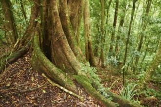 Roots of a sequoia beside a little walking path going through the rainforest in spring, Lamington