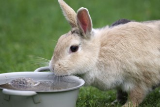 Rabbit (Oryctolagus cuniculus domestica), pet, water bowl, garden, thirst, cute, portrait of a