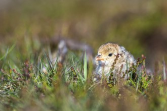 Chick of Red-legged Partridge, Alectoris rufa, North York Moors National Park, Yorkshire, England,