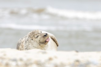 Grey seal (Halichoerus grypus) adult animal sleeping on a beach with its tongue sticking out,