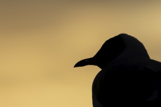 Black headed gull (Chroicocephalus ridibundus) adult bird silhouette head portrait at sunset,