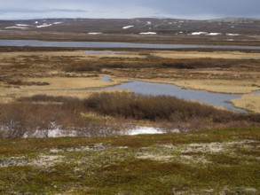 Tundra and mire landscape, in Varanger National Park, Varanger Fjord, May, Norway, Europe