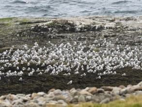 Black-legged kittiwake (Rissa tridactyla), flock resting on coastal rocks of Arctic Ocean, beside