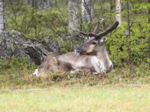 Reindeer (Rangifer tarandus), male resting at edge of meadow, with velvet on developing horns, May,