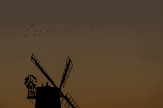 Windmill silhouette at sunset with a red sky and a skein or flock of Pink-footed geese (Anser