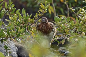 Willow ptarmigan (Lagopus lagopus) already with half of its winter plumage looking through the